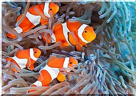 A group of clownfish in an anemone.