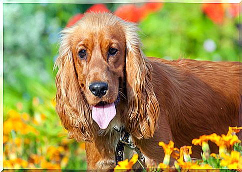 Cocker: an extraordinary breed, leader and loving