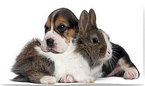 Coexistence between dogs and rabbits: advice