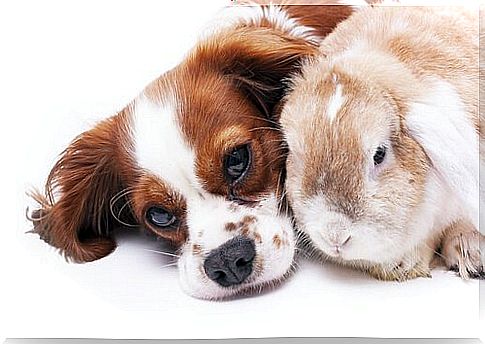 Compatibility between dogs and rabbits