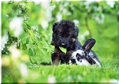 dog and rabbit