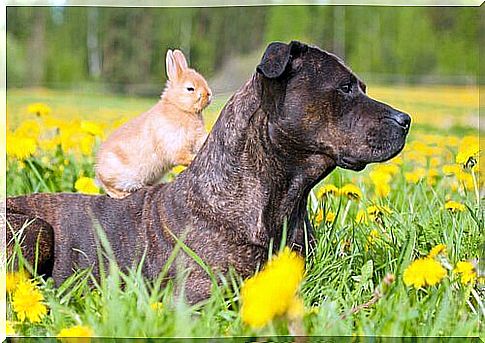 Large Dog and Rabbit