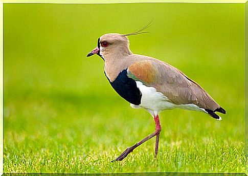 Common features of shorebirds