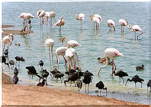 flamingos: shorebirds