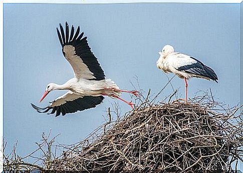 storks nest