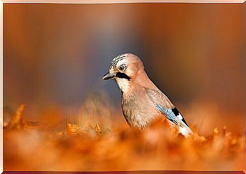 Common jay, the gardener of the woods