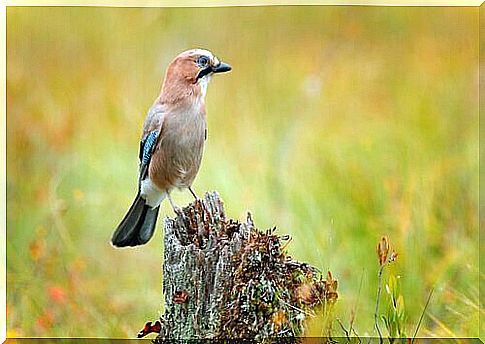 common jay