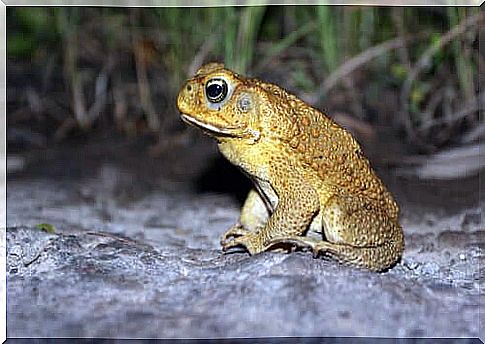 Curiosities about the Cane Toad