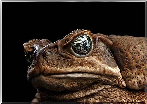 Curiosities of the Cane Toad