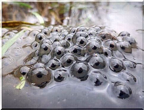 cane toad eggs