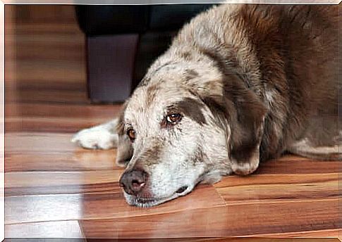 Cushing's syndrome in dogs: detection and treatment