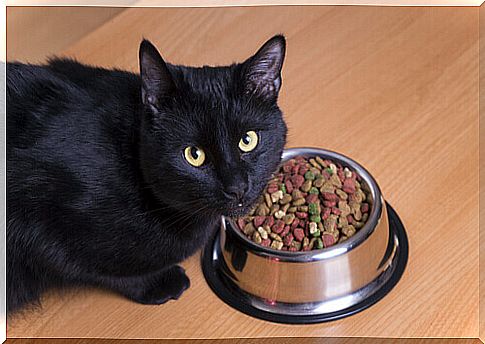 black cat eating dry food