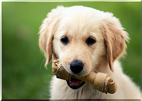 Dog with dental cleaning bone