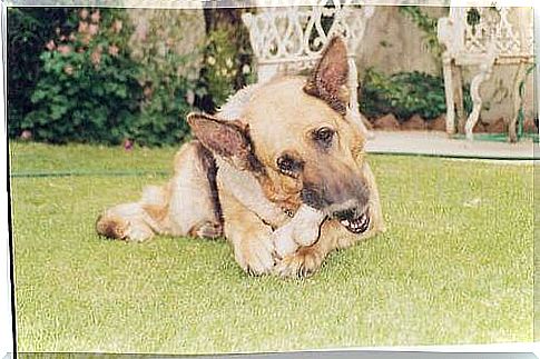 Dog with dental cleaning bone in mouth