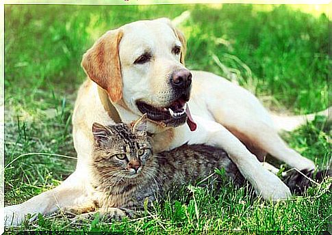 Diabetes treatment in dogs and cats