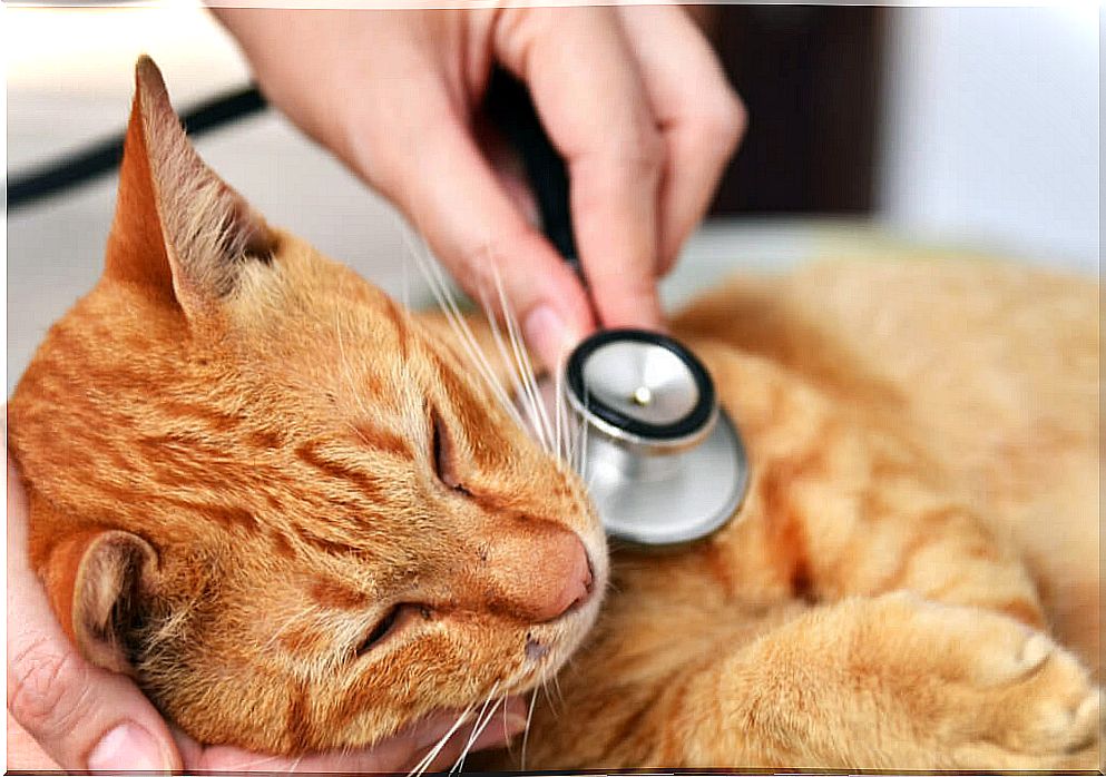 Diaphragmatic hernia in cats: causes and symptoms