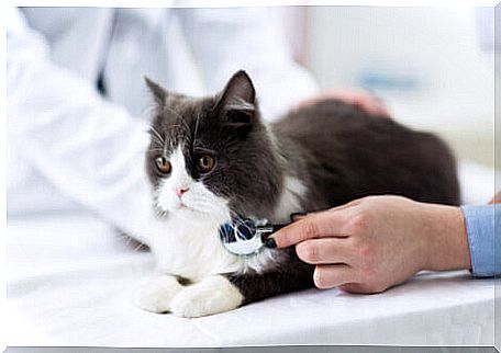 Polycystic kidney disease in cats is more common in Persians.