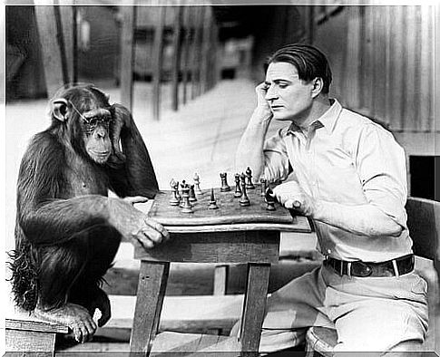 chimpanzee playing chess