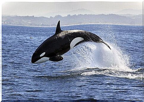 Orca jumping in the sea