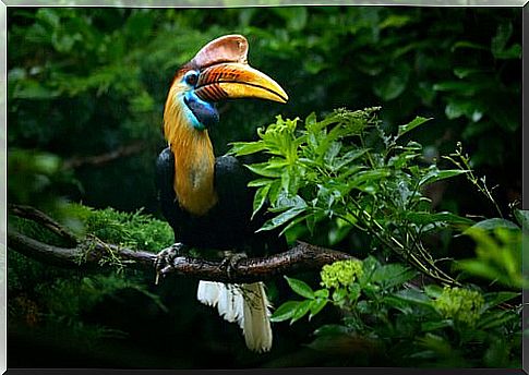 Do you know the hornbill birds?