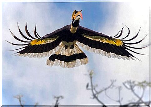 hornbill bird flying