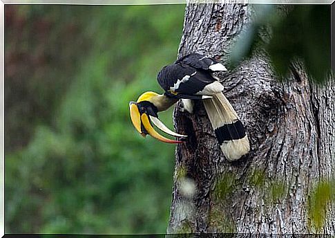 hornbill bird