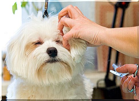 Does your dog have matted fur?  Discover the Stripping technique!