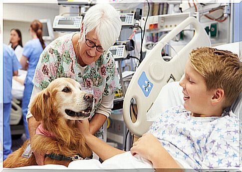 Therapist dog with boy in hospital