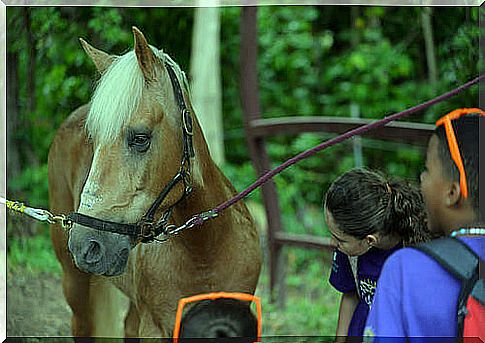 Horse therapy for children