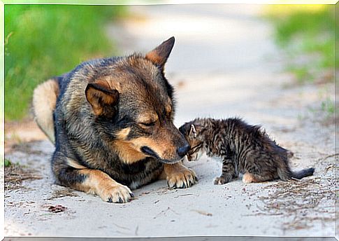 dog adopts and protects abandoned kitten