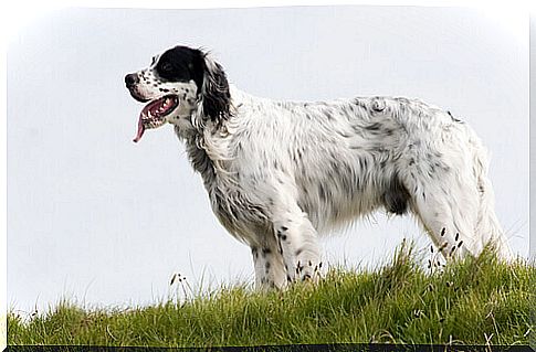 England Dog Breeds