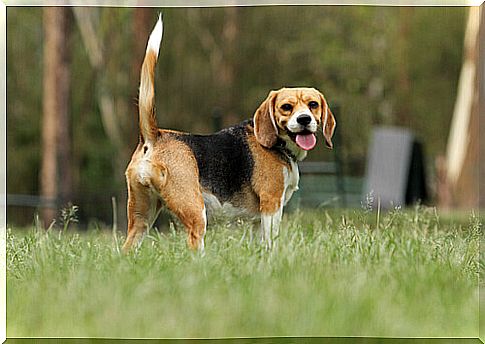 the beagle dog