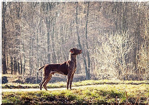 english pointer