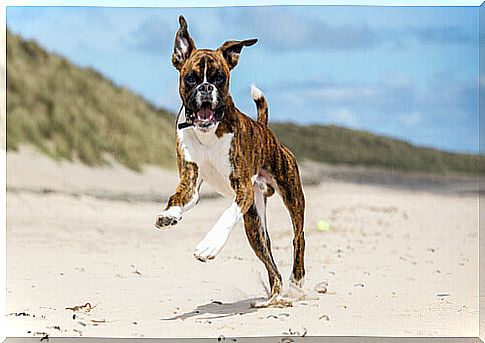 boxer running on the beach