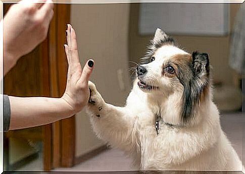 positive reinforcement in dogs