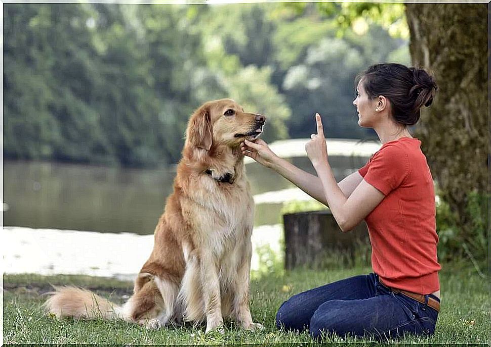 How to train a dog