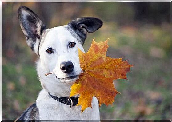 Feeding dogs in autumn