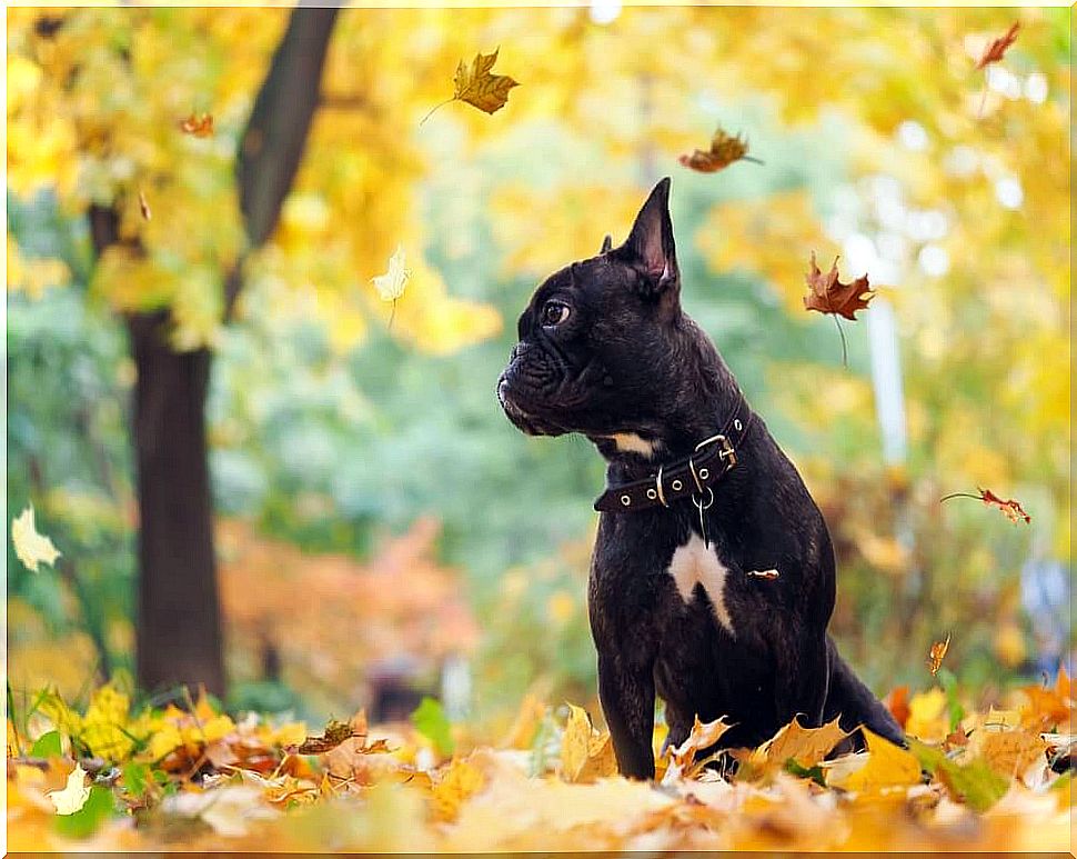 Appetite and behavior of dogs during the autumn