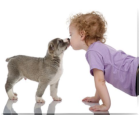 o que é a lambida de cachorro