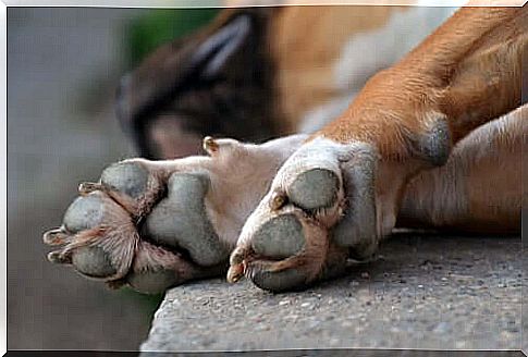 Dogs' paws and their different types of injuries