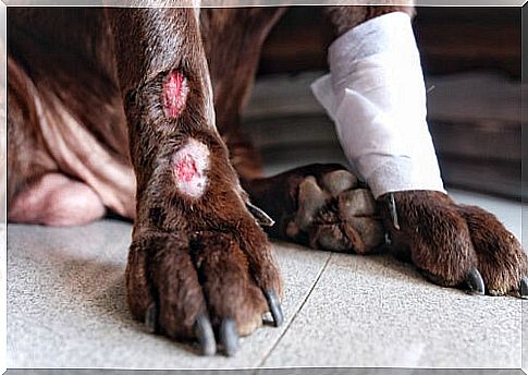 dog with leg wound