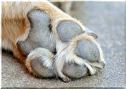 Wounds on dog paw pads