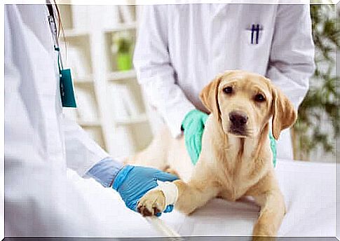 Dog with injured paw at the veterinarian