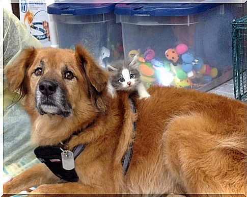 Dog that survived Katrina helps unprotected cats