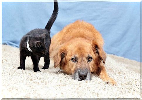 Cat and dog