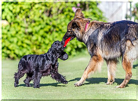 Dogs that play little become more aggressive