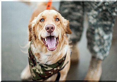 Dogs trained to search for people