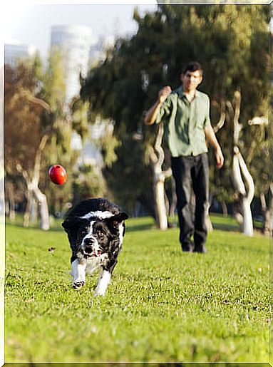 Dog in the park going to get a ball thrown by the owner