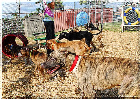 dogs being trained