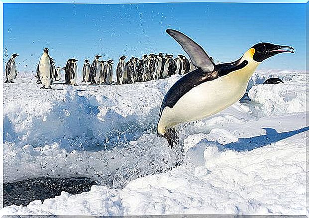 the emperor penguin